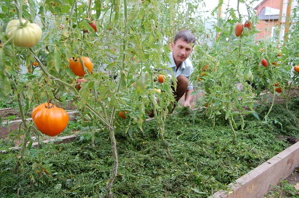 Тонкости мульчирования томатов в теплице – когда, как и чем его проводить?