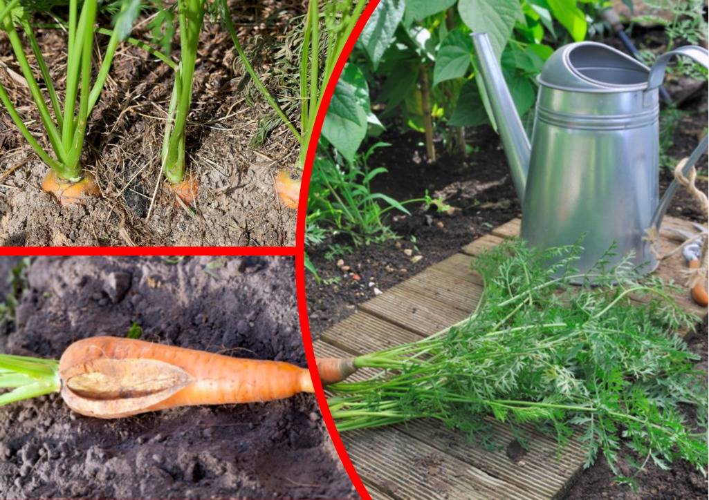 Как часто можно поливать морковь в открытом грунте и когда прекращать