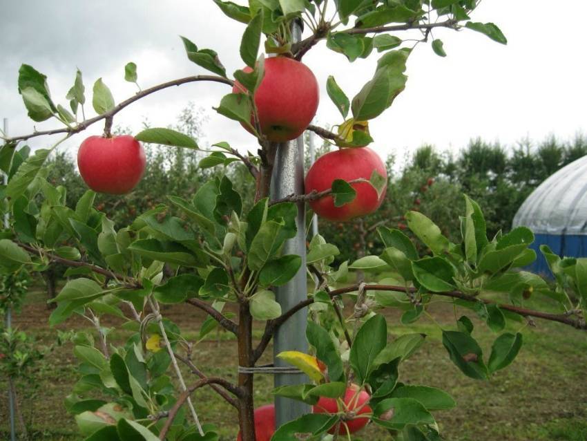 Почему яблоня не дает плоды: что делать, почему не плодоносит молодая яблоня