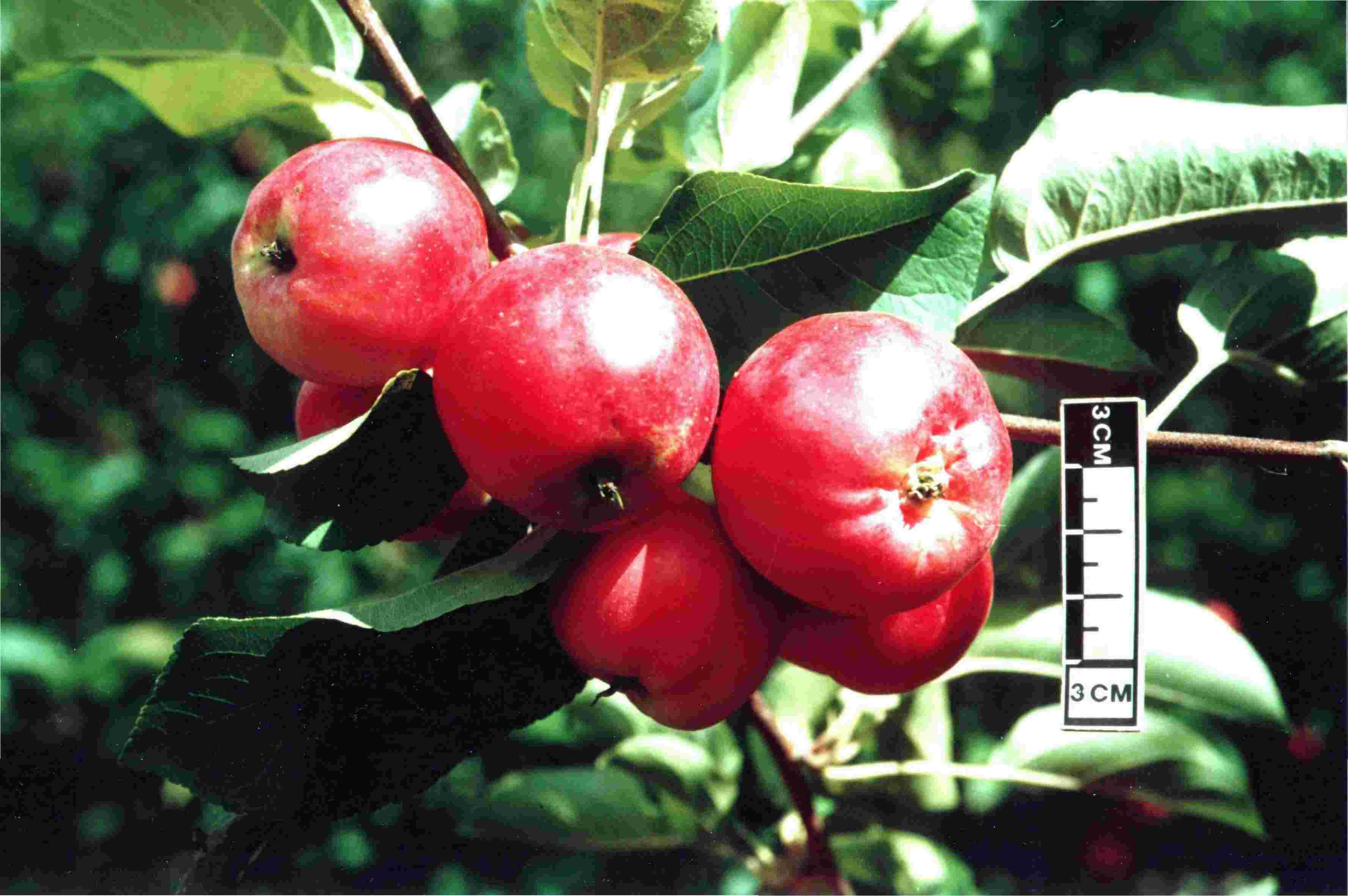 Описание сорта яблони моди: фото яблок, важные характеристики, урожайность с дерева