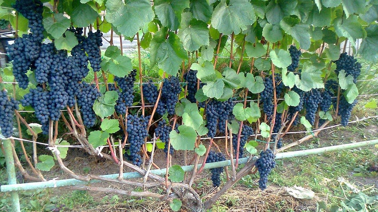 Выращивание винограда: посадка черенков винограда весной в открытый грунт