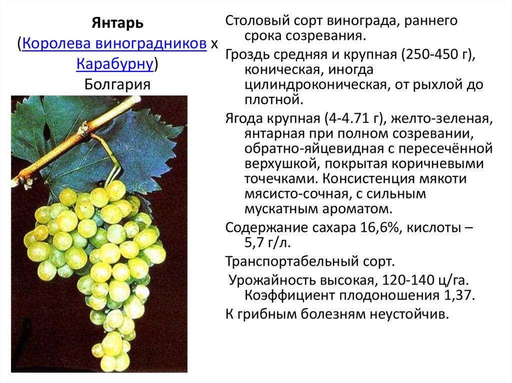 Неукрывные морозостойкие сорта винограда: технические и столовые виды