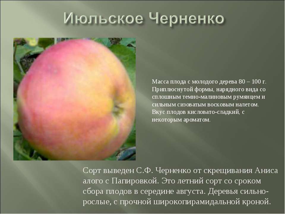 Яблоня черненко: описание сорта с фото, особенности ухода