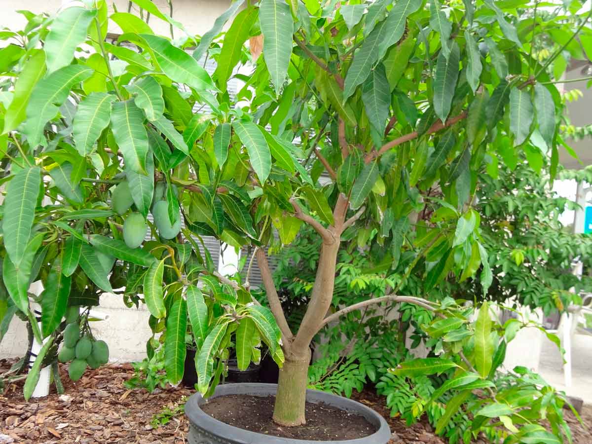 Как вырастить дерево манго в домашних условиях - уход за растением и его полезные свойства, прививка дерева