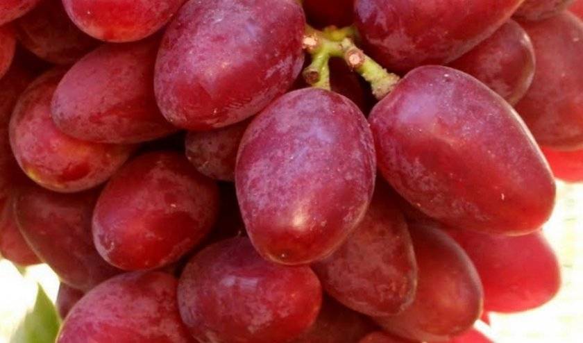 Характеристика сорта винограда «дубовский розовый»: описание, фото и отзывы о нём