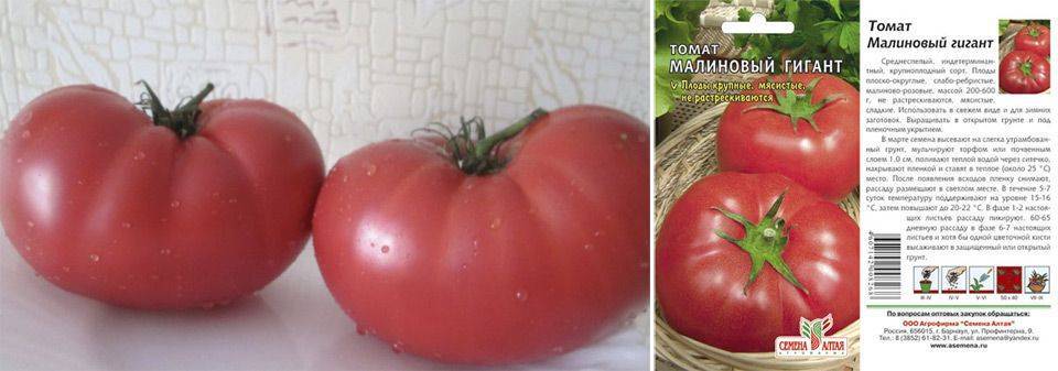 Сорт томата «розовый гигант» - характеристики и описание, отзывы, фото помидоров