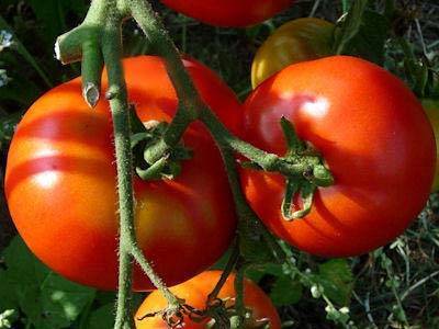 Сорт помидор лабрадор отзывы и фото