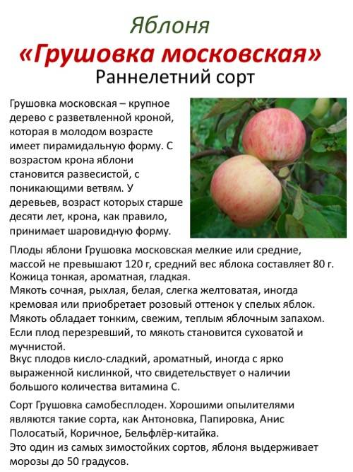 Описание сорта яблони Грушовка московская, технология посадки и уход