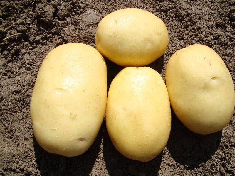 Описание и характеристики картофеля сорта джувел, посадка и уход