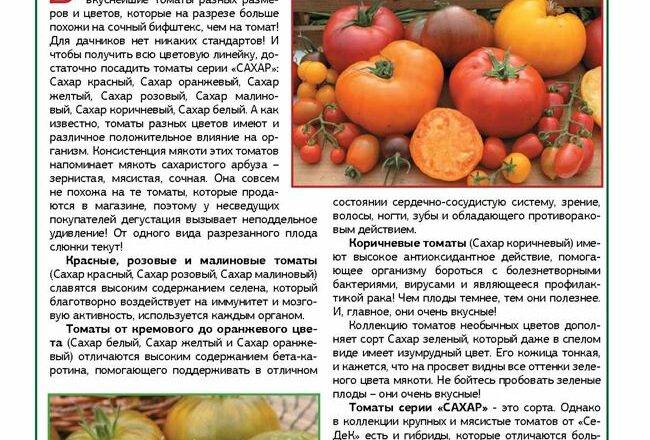 Характеристика томата Сахарок и агротехника культивирования в закрытом грунте
