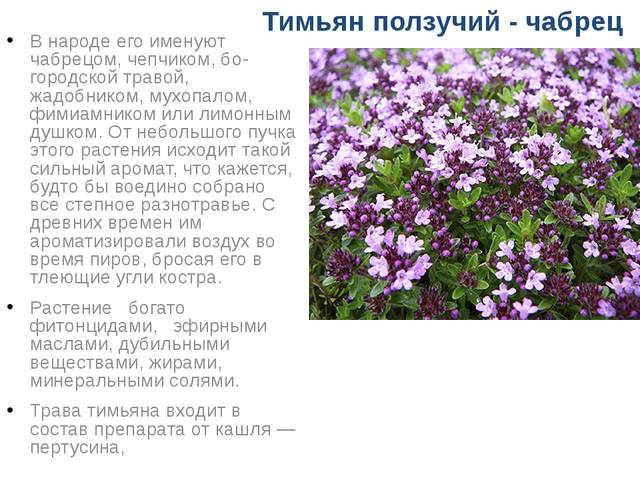 Тимьян ползучий — thymus serpyllum l.