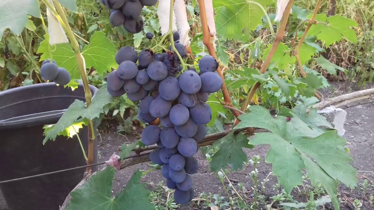 Виноград «сфинкс»: описание сорта, фото и отзывы. основные его плюсы и минусы, характеристики и особенности выращивания в регионах