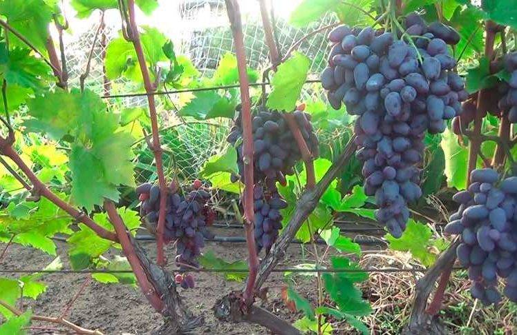 Выращивание винограда: советы новичкам и фото на supersadovnik.ru