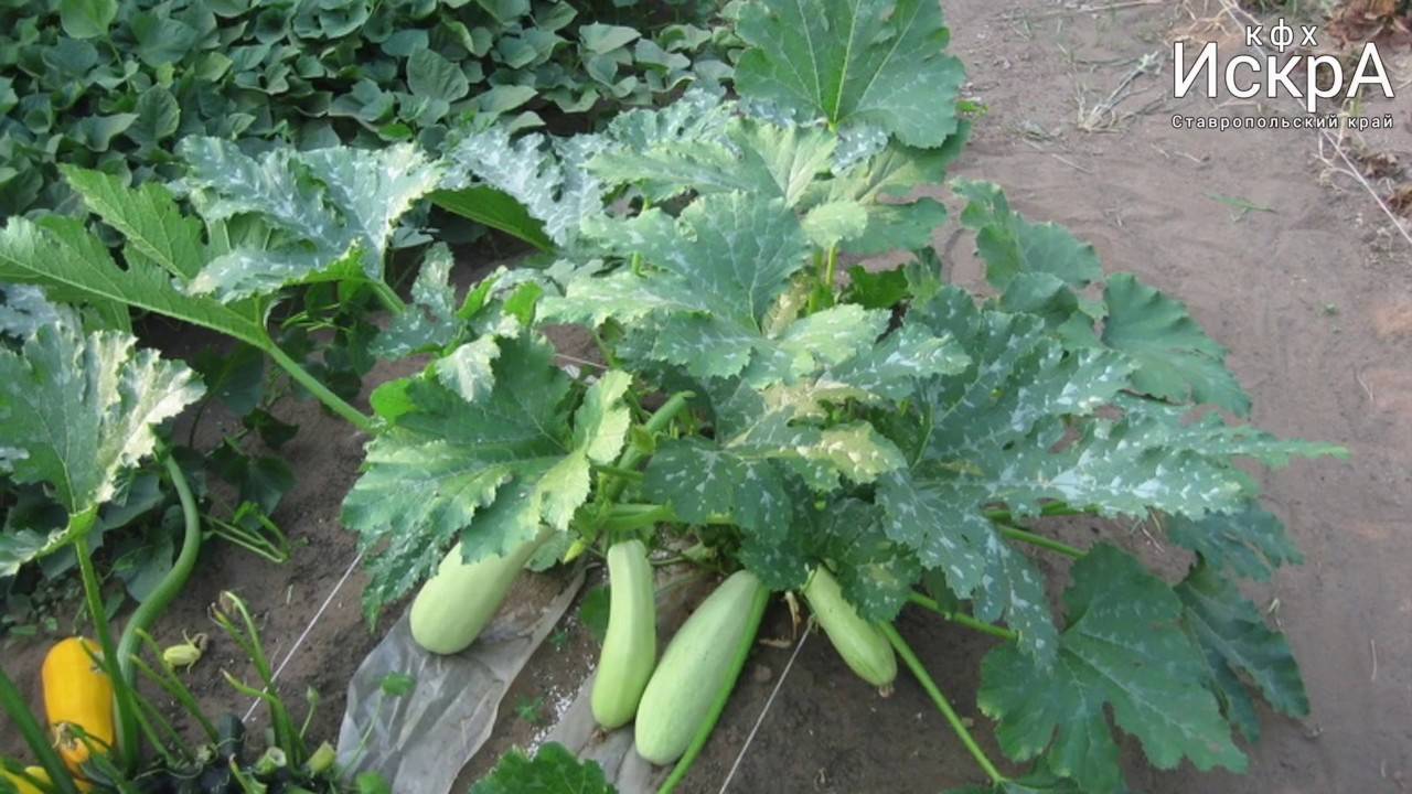 Сорт кабачков искандер – особенности выращивания через рассаду