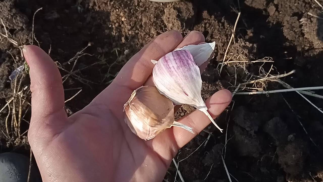 Выращивание чеснока из бульбочек