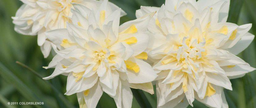 Нарцисс цветок — описание и особенности выращивания растения в саду