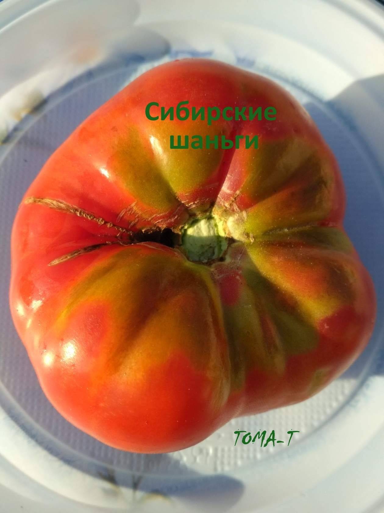 Описание крупноплодного сорта томата сибирские шаньги - все о фермерстве, растениях и урожае