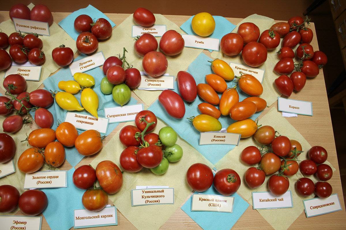 Минусинские томаты от сонина бориса