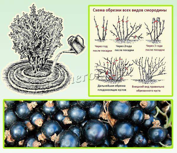 Как за смородиной ухаживать правильно, как вырастить кусты черных, красных и белых ягод, немецкий метод выращивания кустарников