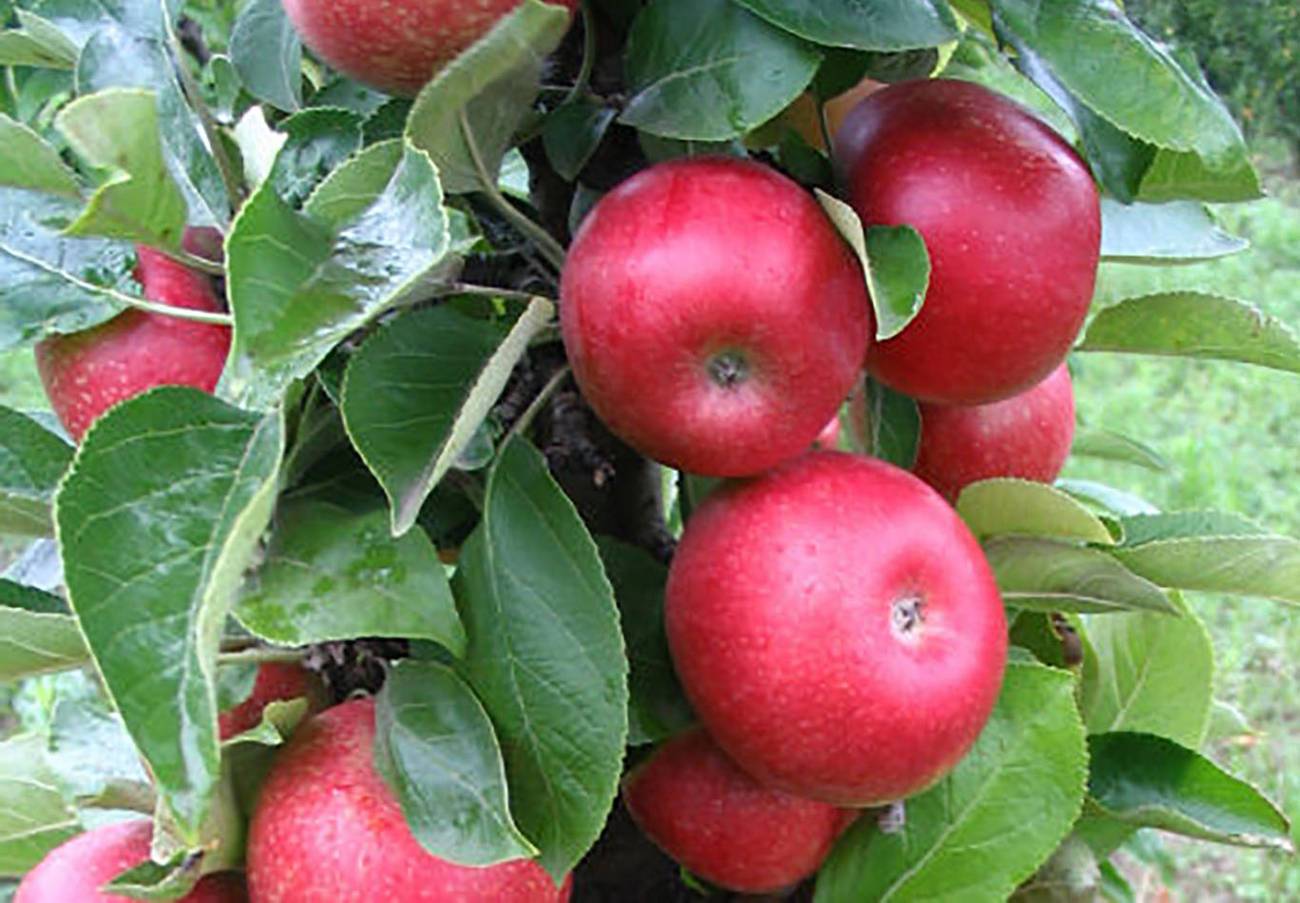 Сорт яблони московское ожерелье: характеристика и особенности выращивания
