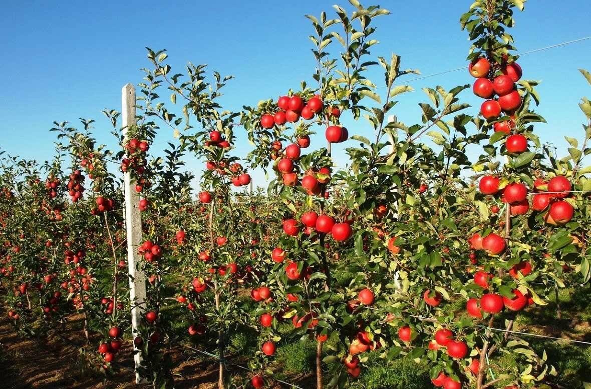 11 низкорослых яблонь - сорта на карликовом подвое для средней полосы, высота и плодоношение