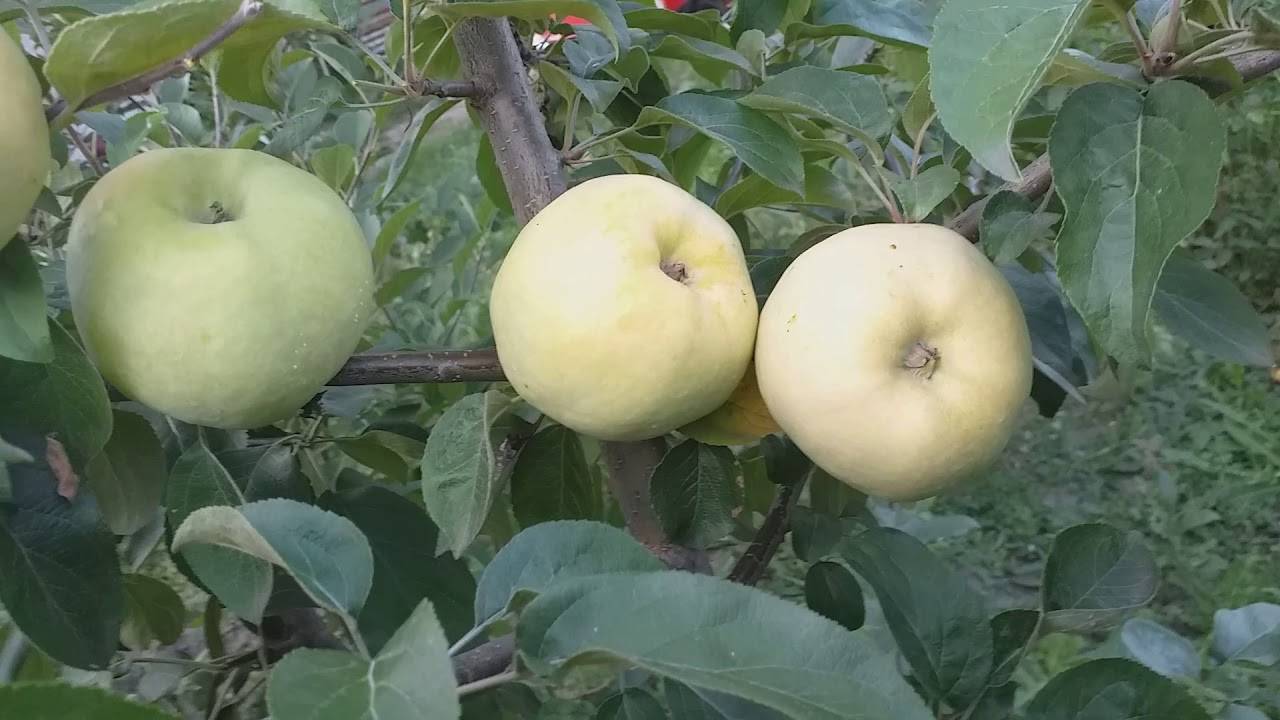Яблоня - уход за деревом от посадки до сбора урожая. 120 фото + инструкция