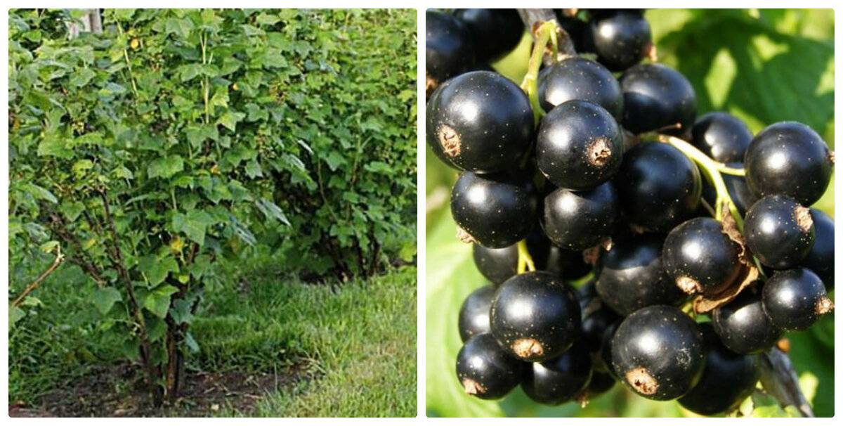 Чёрная смородина сорта багира: как вырастить крупноягодный сорт в своём саду