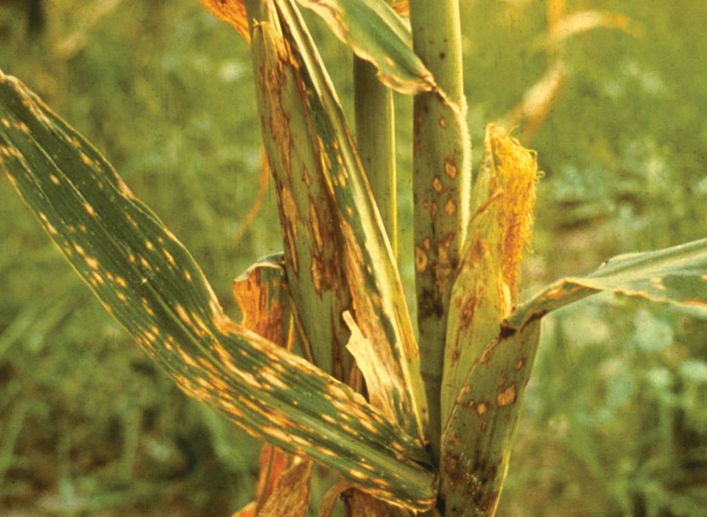 Вредители кукурузы и болезни: меры борьбы с ними, средства обработки от стеблевой гнили, кукурузного мотылька и не только, защита от потери урожая початков