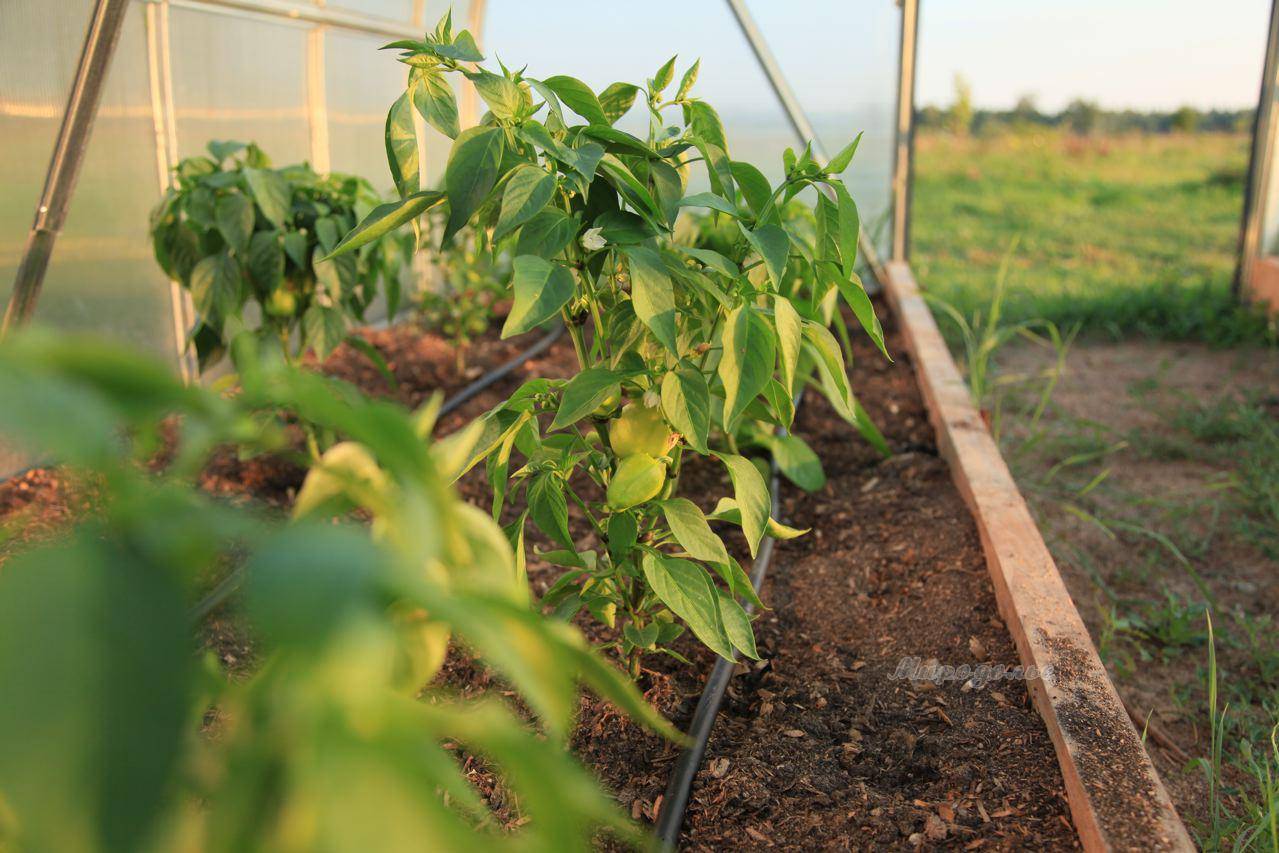 Уход за перцами после их высадки в теплицу и грунт: подкормки и поливы, что делать если плохо растут