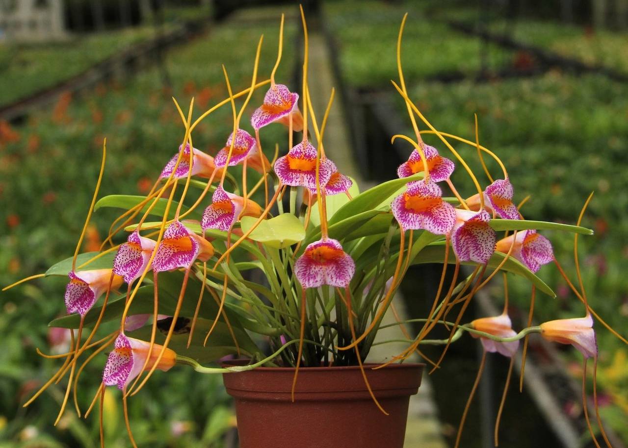 Орхидея масдеваллия: уход в домашних условиях, фото, таблицы