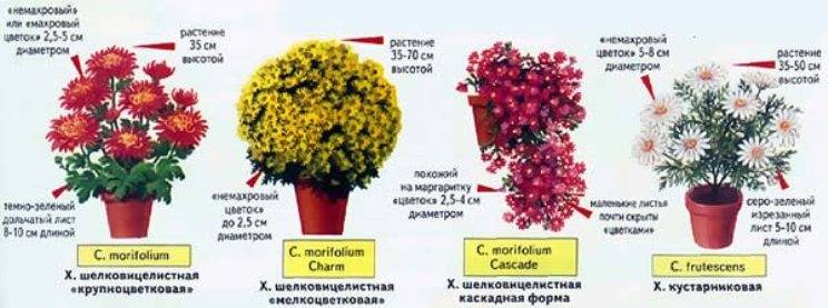 Почему не цветут хризантемы в открытом грунте: причины, как ускорить, сорта, подкормка