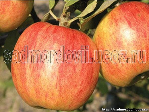 Сорт яблони пепинка литовская (глогеровка, сарепка, пепин литовский). описание, фото, отзывы