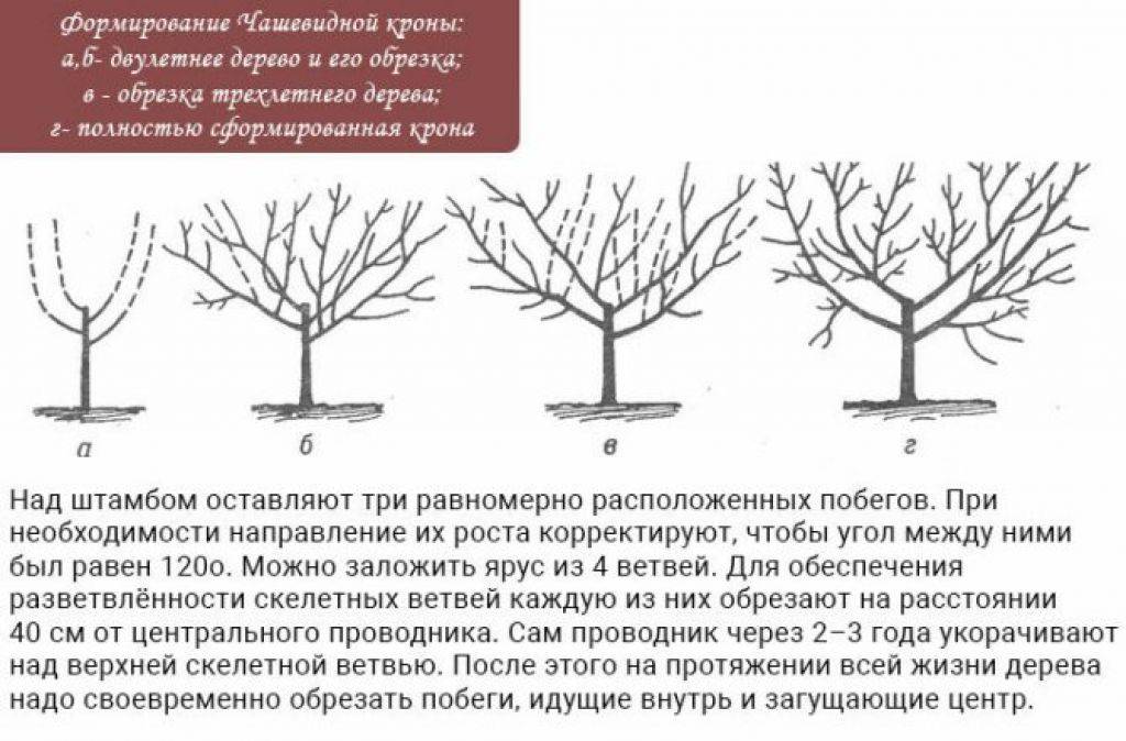 Сорта колоновидной груши и особенности ухода за деревьями