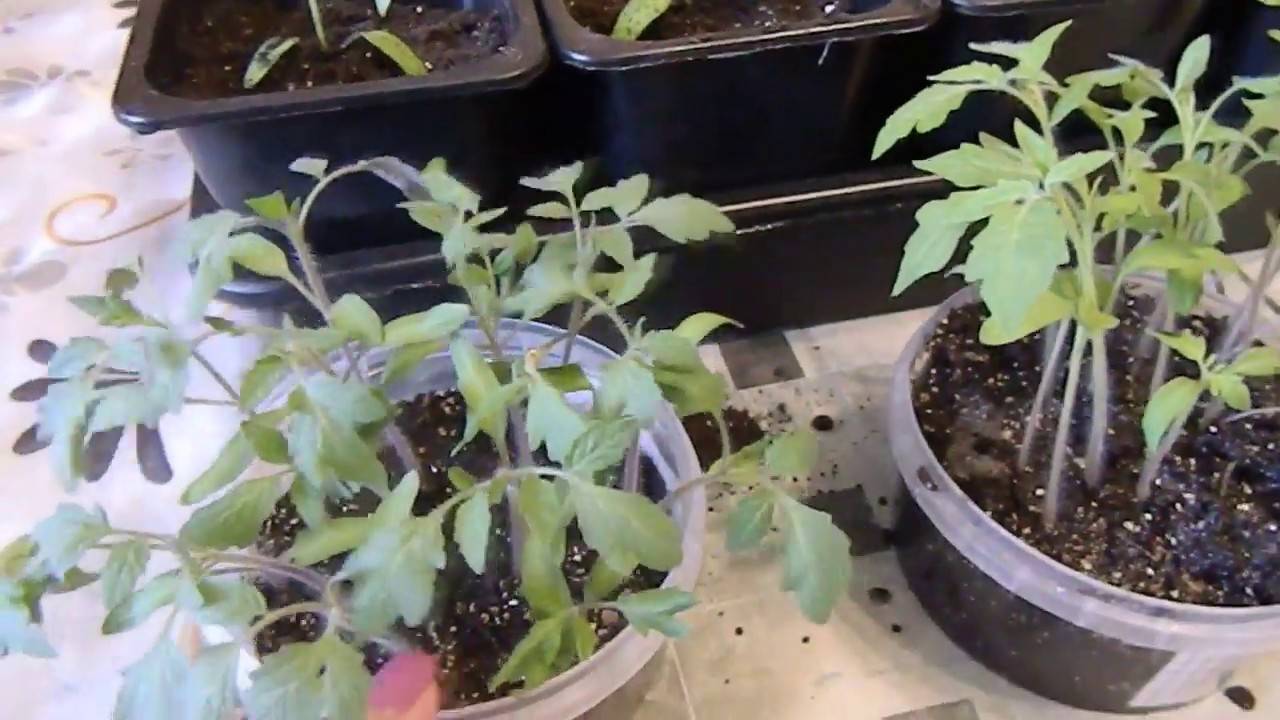 Можно ли выращивать рассаду томатов без пикировки