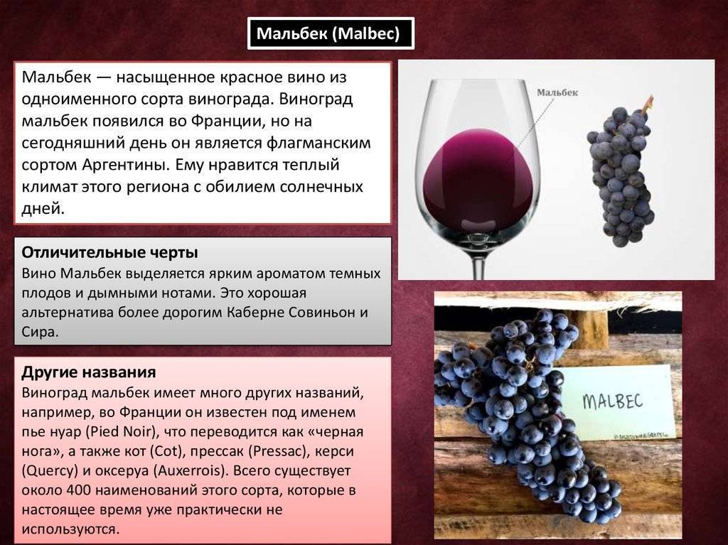 Сорт столового вина. Красное вино из винограда сорта Мальбек. Мальбек сорт винограда. Мальбек сорта чёрного винограда. Виноград сорта Мальбек вина.
