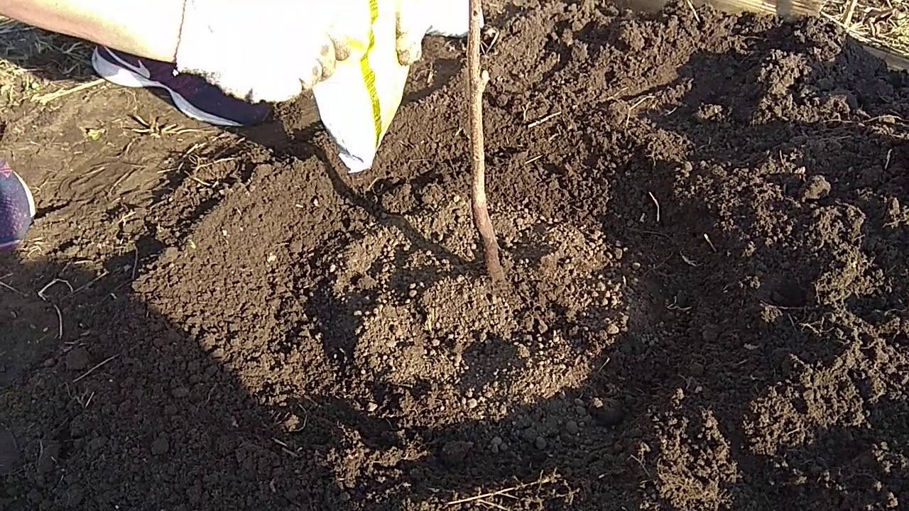 Чем раскислить почву в теплице. Раскисляем почву. Почва для вишни. Раскисление почвы косточковые. Весенние раскислители почвы.