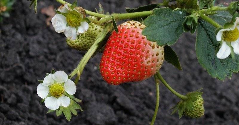 Почему не зацветает клубника, чего не хватает любимой ягоде? несколько причин, по которым цветение у клубники отсутствует
