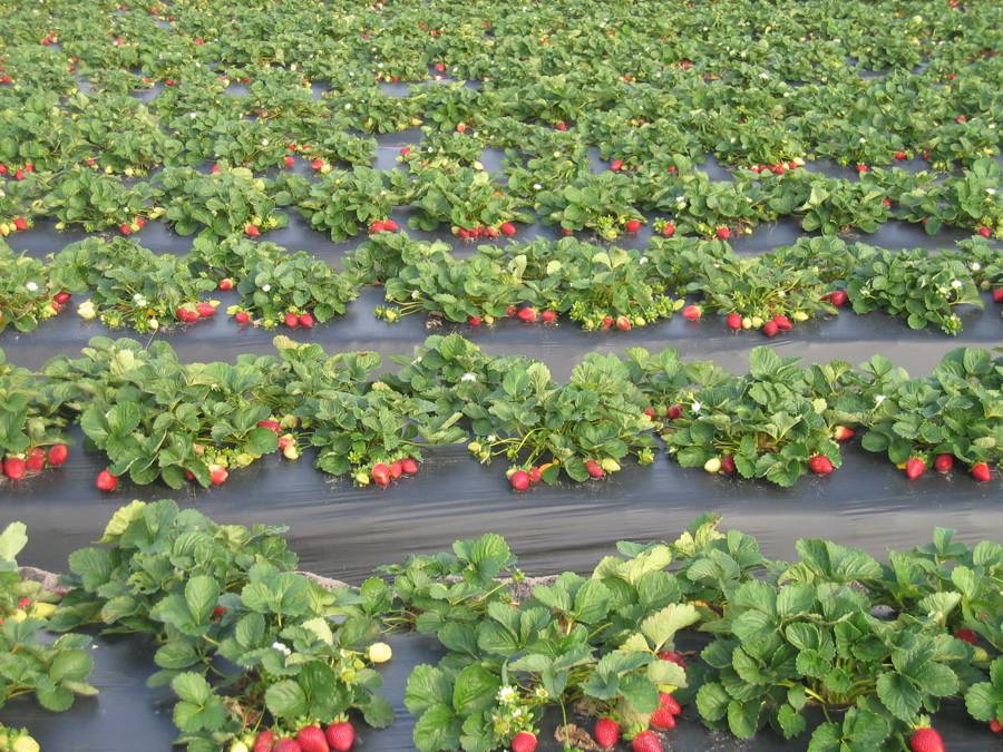 Полезные соседи для клубники: что лучше всего посадить рядом с ягодой