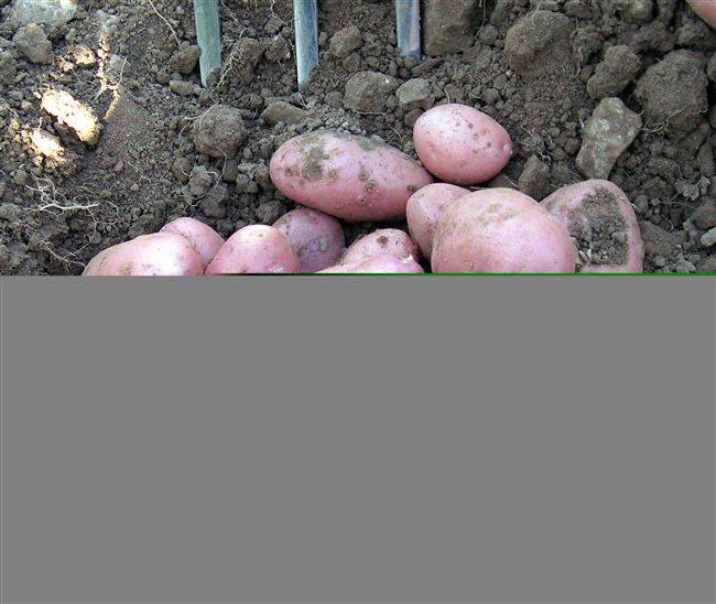 Картофель молли характеристика и описание сорта выращивание с фото