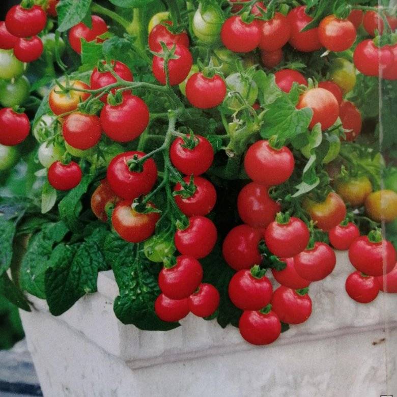 Как выращивать томаты "балконное чудо" в домашних условиях: описание ухода