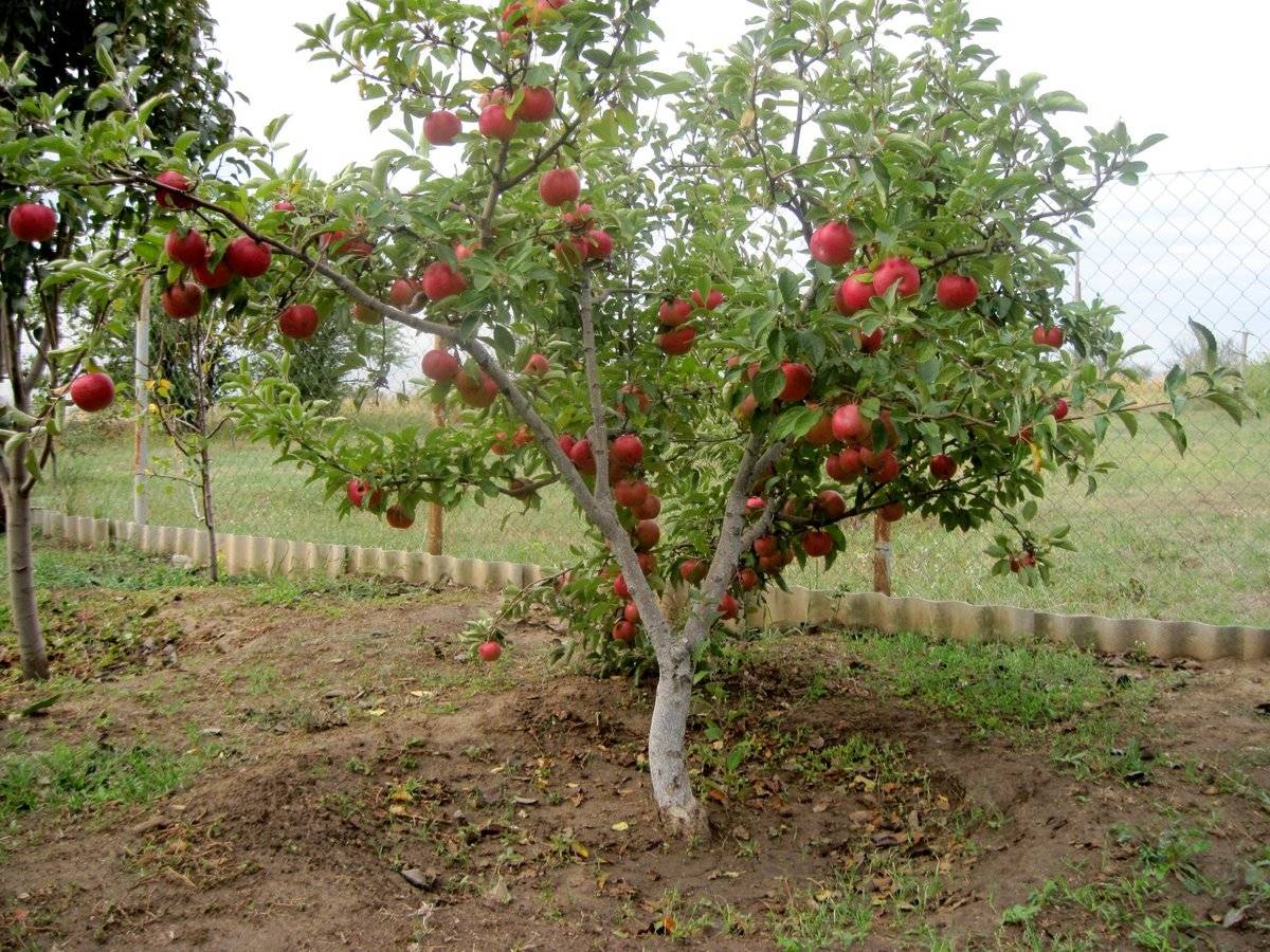 Сорт яблони лобо – описание и фото, морозостойкость, отзывы