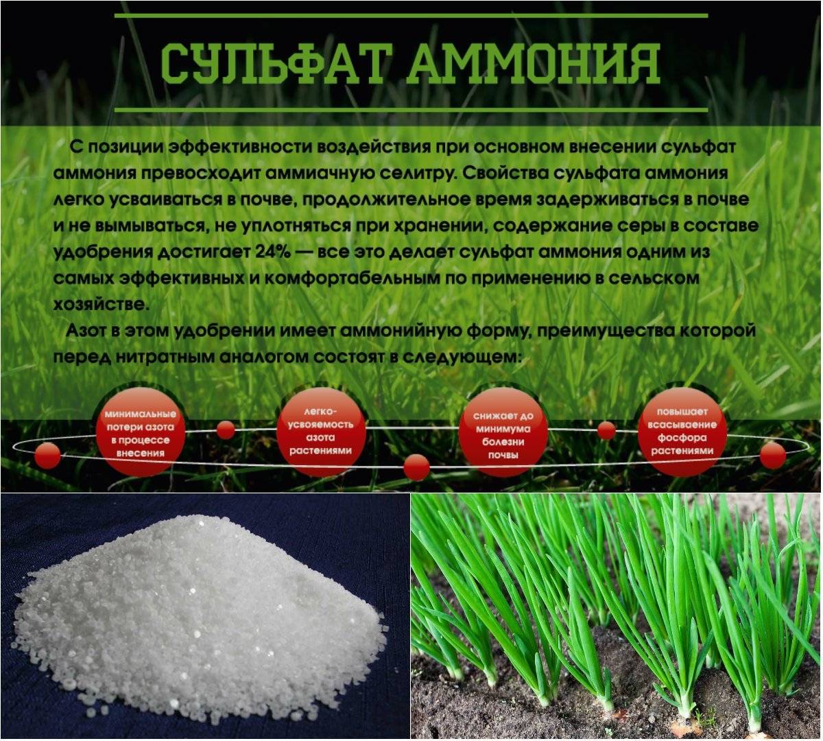 Удобрение сульфат аммония (сернокислый): применение на огороде, состав, дозировка, видео