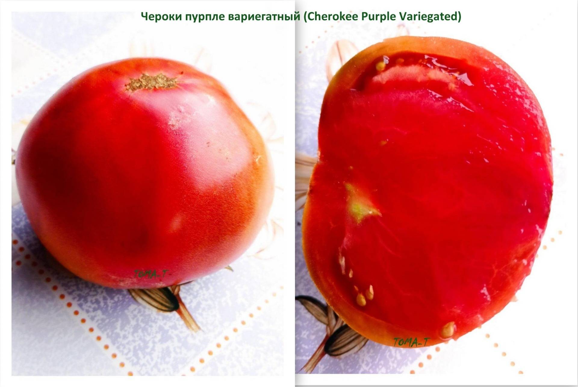 Характеристика томата чероки пурпле фиолетовое сердце и культивирование сорта