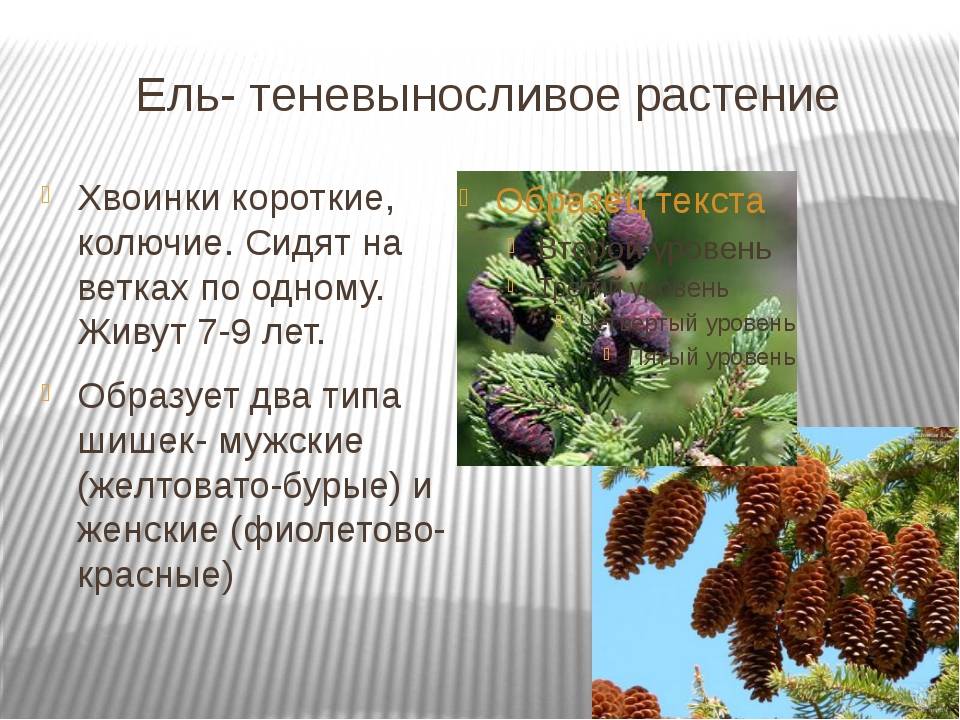 Ель это голосеменное растение. Хвойные Голосеменные растения 5 класс биология. Сообщение о голосеменных растениях. Информация о хвойных растениях. Сосна голосеменное растение.