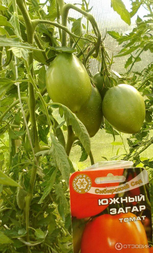 Сорт томатов южный загар: описание, характеристика и отзывы, фото, а также особенности выращивания помидоров