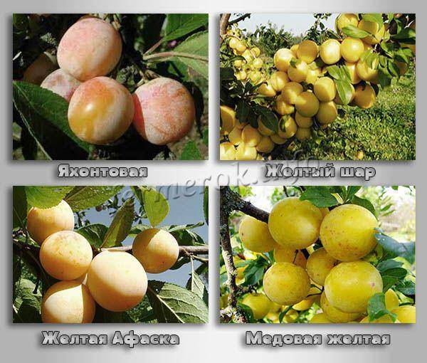 Слива желтая: лучшие сорта крупноплодные и урожайные