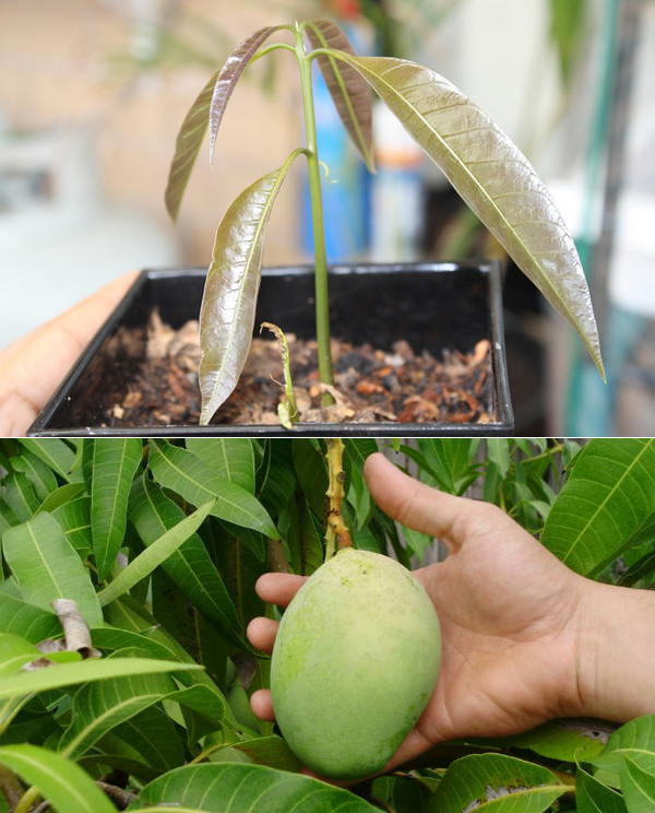 Как вырастить манго из косточки в домашних условиях, чтобы были плоды, фото и видео