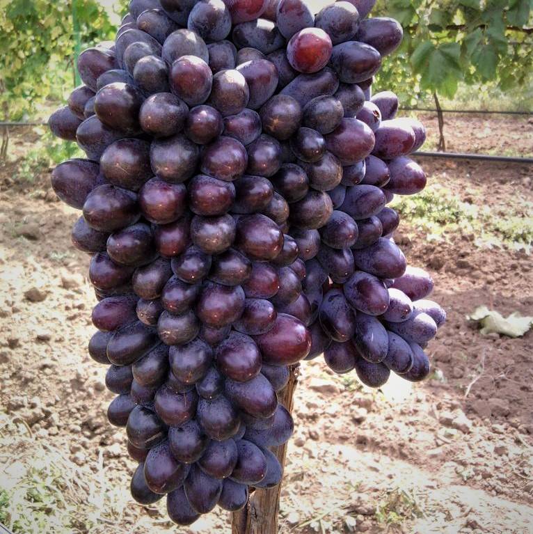 Кишмиш юпитер - сорт винограда с описанием и фото