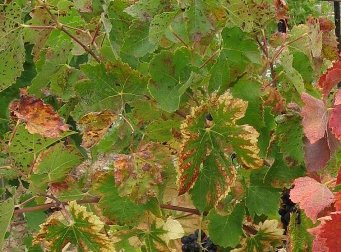 Желтеют и сохнут листья у винограда: что делать, почему бывают желтые пятна