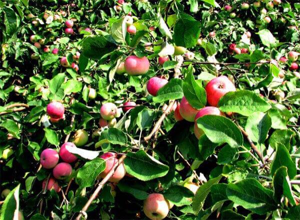 Яблоня розовый налив: описание и характеристики сорта малиновка, посадка и уход